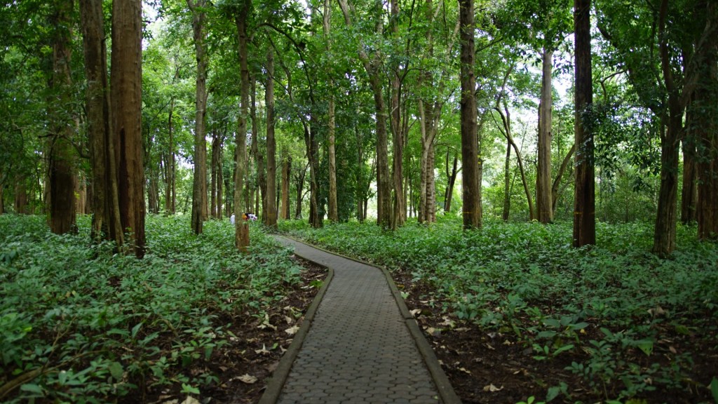 Teak forest in Malappuram