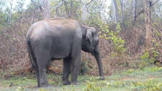 Elephant inside Bandipur forest
