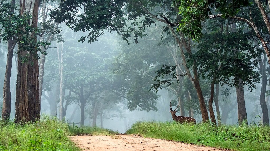 Nagarahole Tiger Reserve