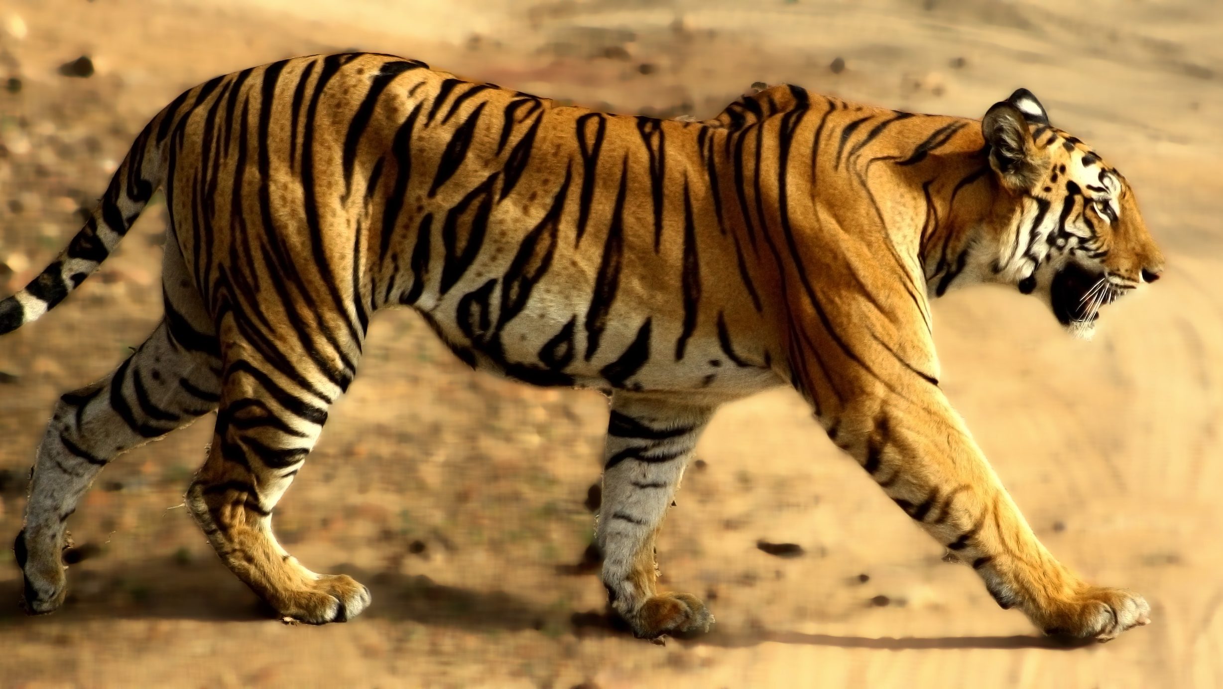 Tiger in Bandhavgarh
