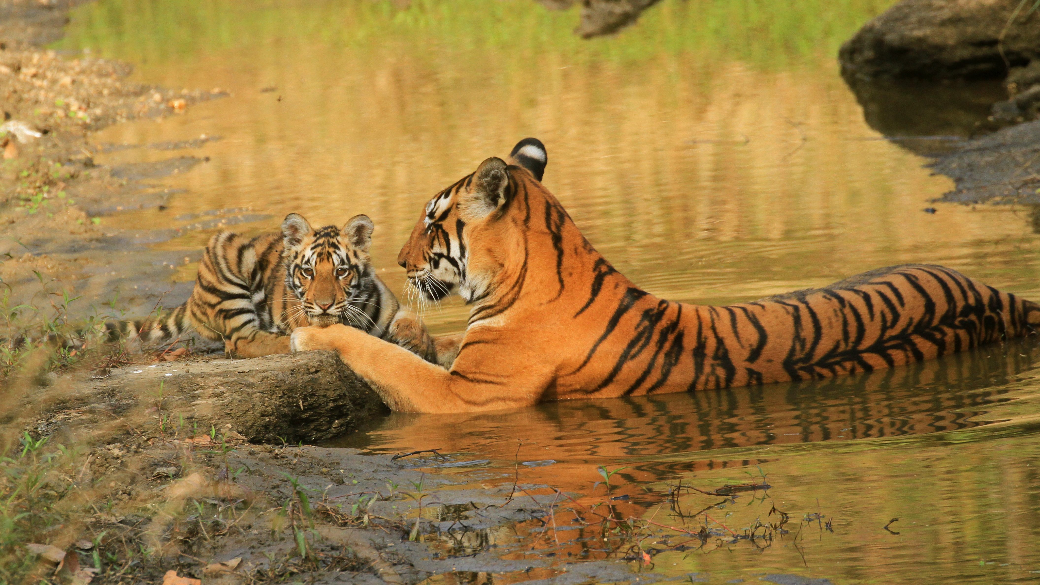 Kanha National Park