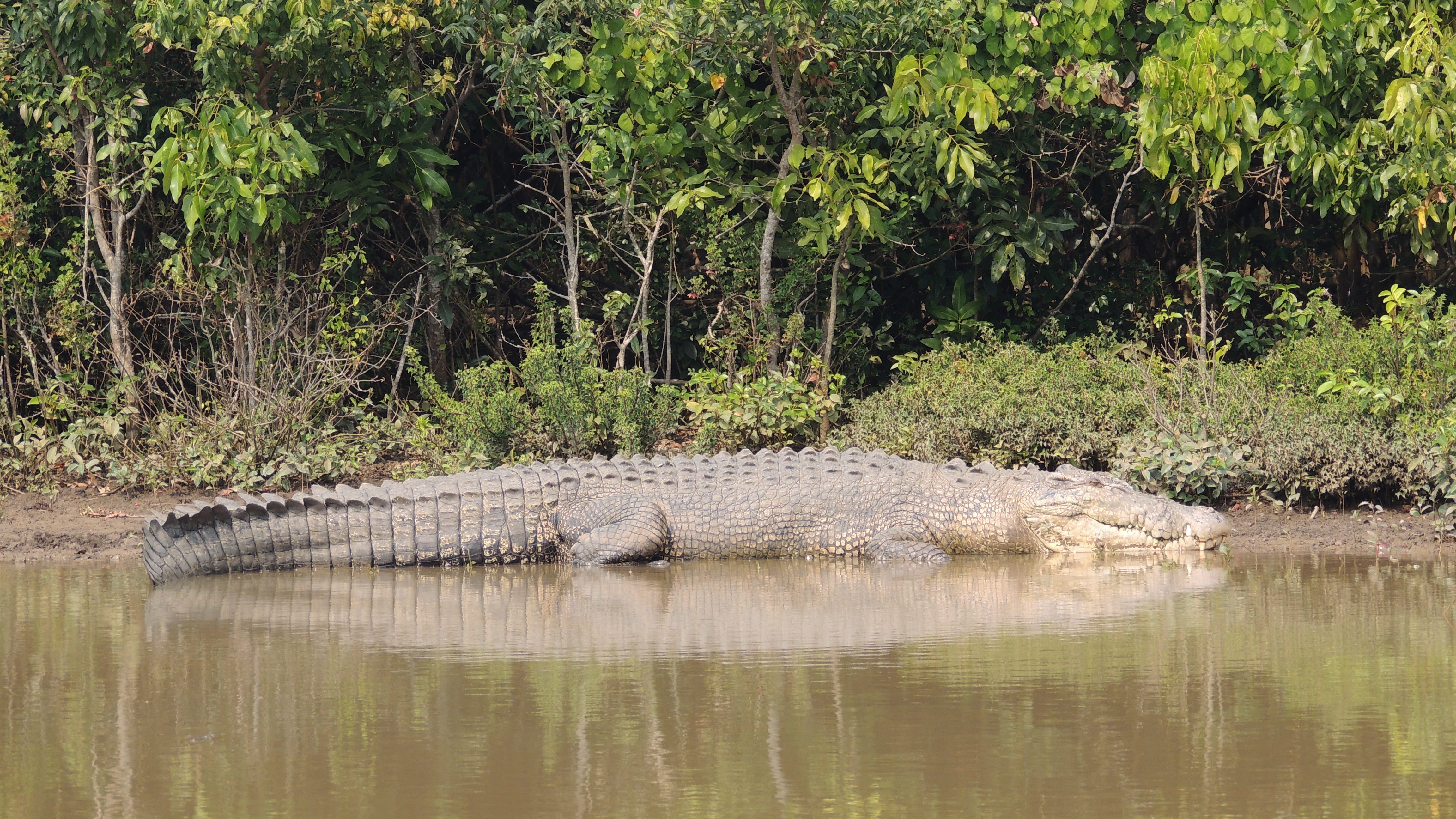 Bhitarkanika National Park